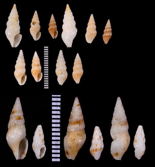 カンデンスクダマキ (仮称) Clavus candens small