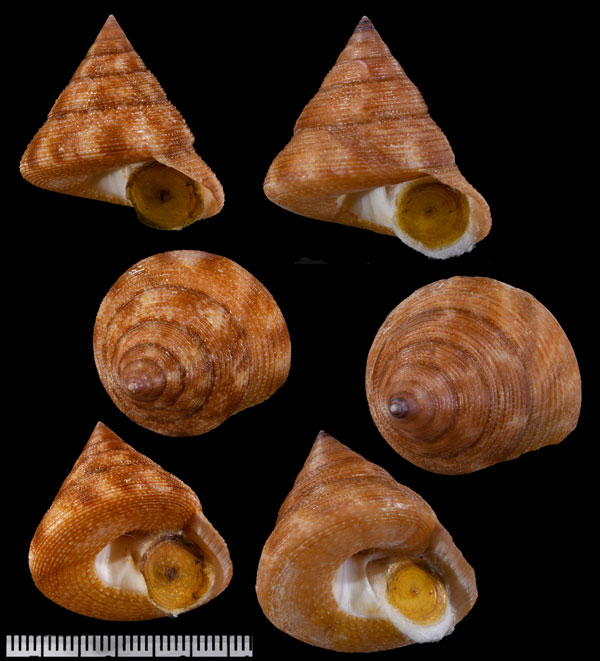 ハスラーエビス Calliostoma hassler small