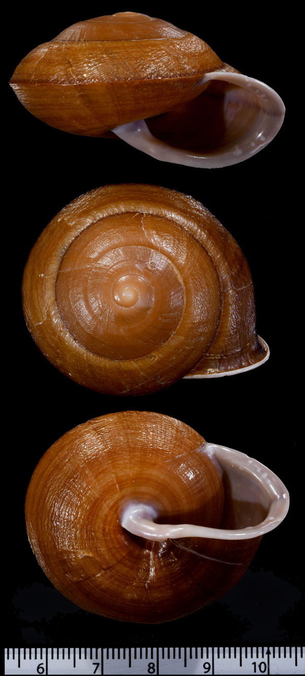 ディエパベトナムマイマイ (仮称) Camaena diepae small