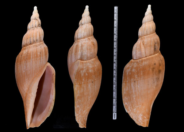 シナツクリヒタチオビ 科作常陸帯 Fulgoraria kaneko hayashii small