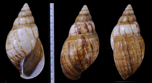 ザンジバルアフリカマイマイ (仮称) Achatina zanzibarica small