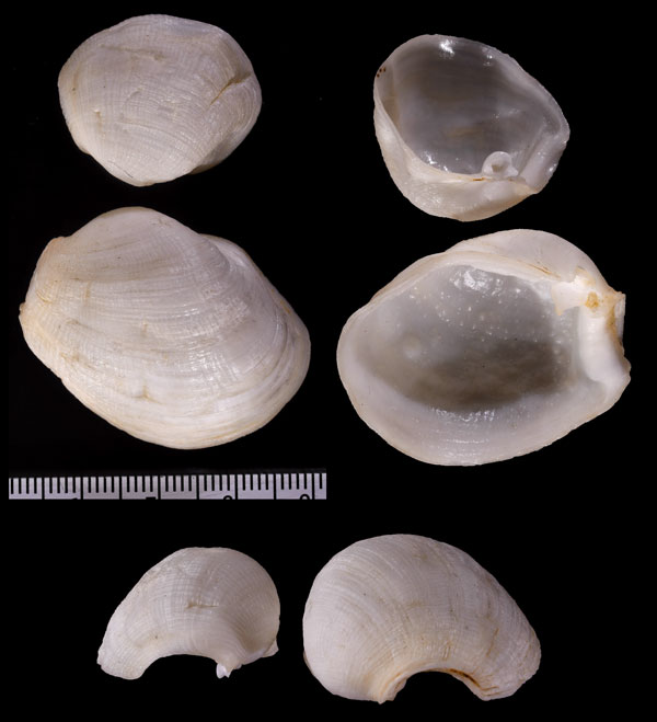 アヒルマスオガイ Tugonia anatina small