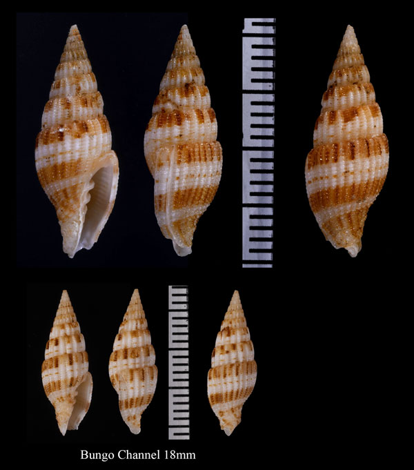 スンヅマリホクロツクシ Vexillum pyropus small