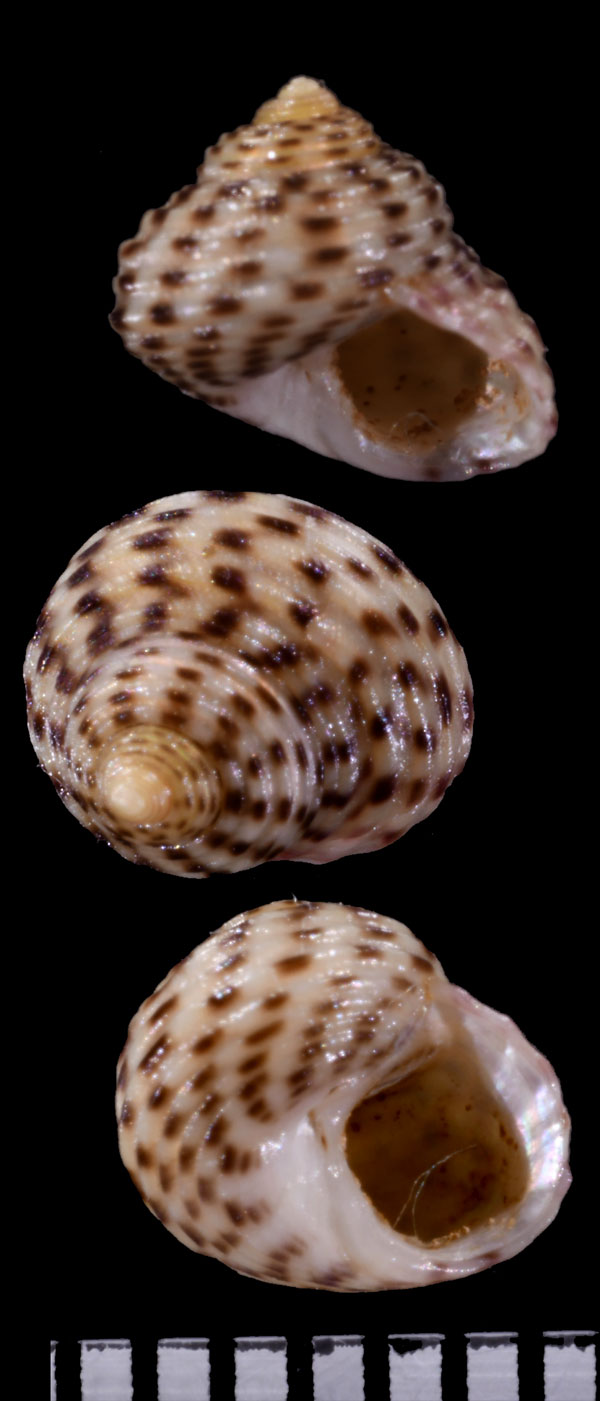シサークルマチグサ (仮称) Gibbula cicer small