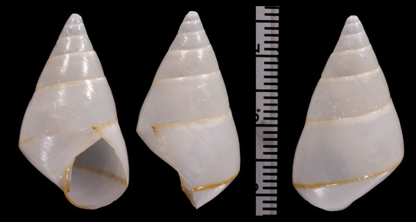ヒトスジナガアフリカマイマイ Lignus alabaster small
