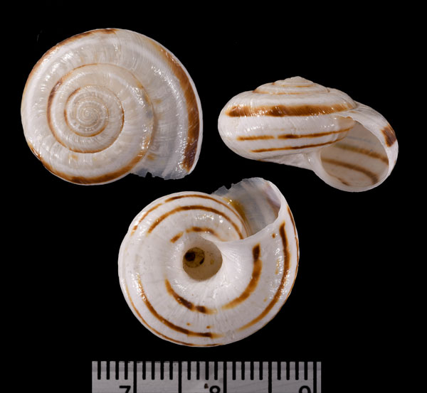 ヨコスジヒースマイマイ (仮称) Xerosecta cespitum small