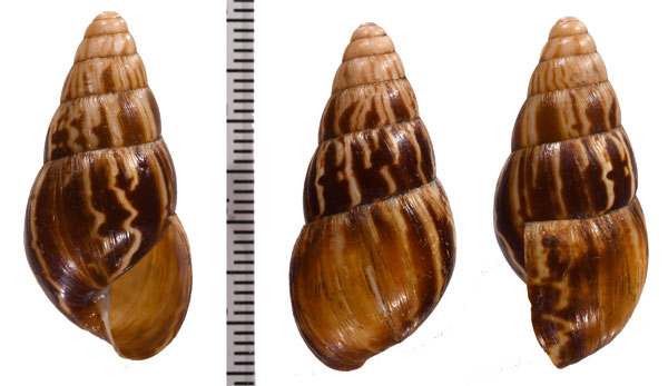 マルテンスサラサマイマイ Limicolaria martensiana small