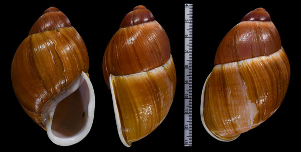 ミミナガオオアカマイマイ Megalobulimus auritus small
