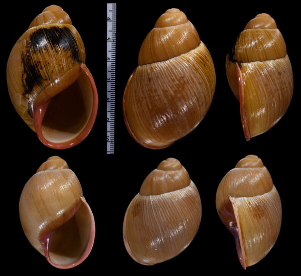 ウツクシアカマイマイ Megalobulimus capillaceus small