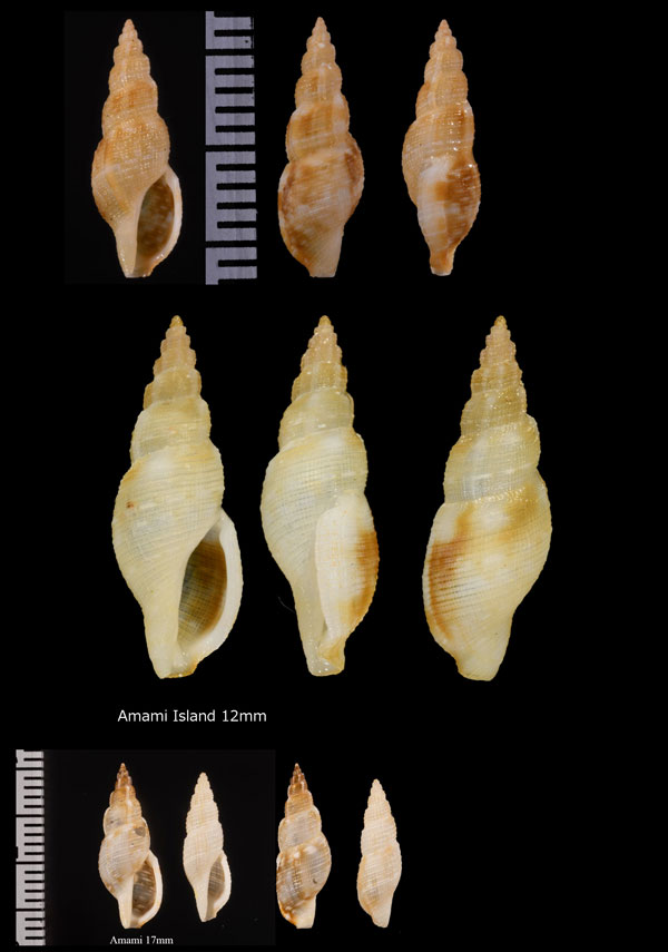 ウネフデシャジク Daphnella varicosa small