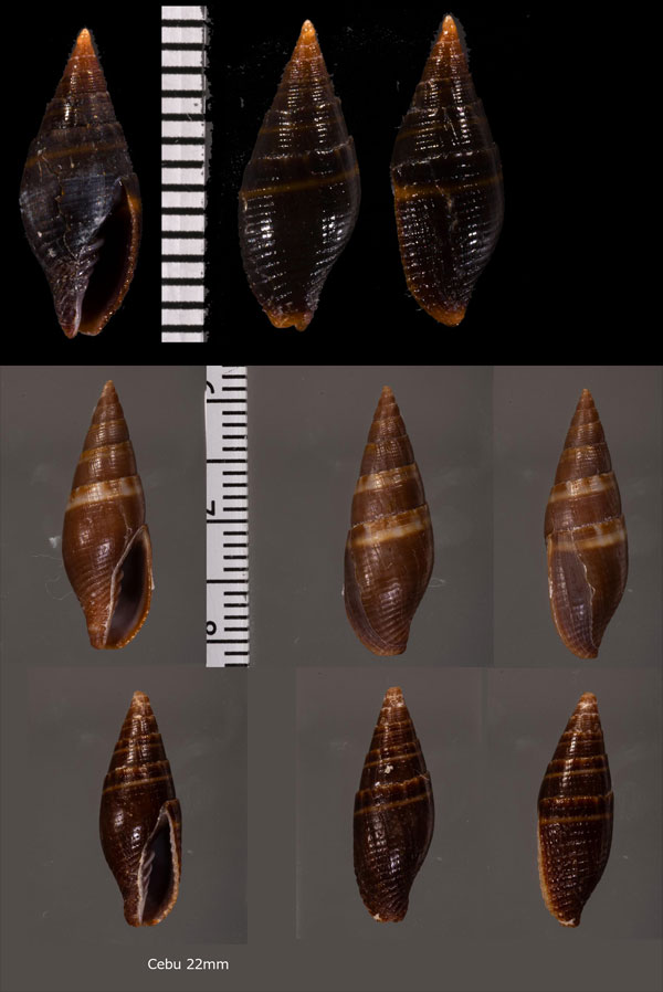 ヒメクリイロヤタテ Nebularia luctuosa small