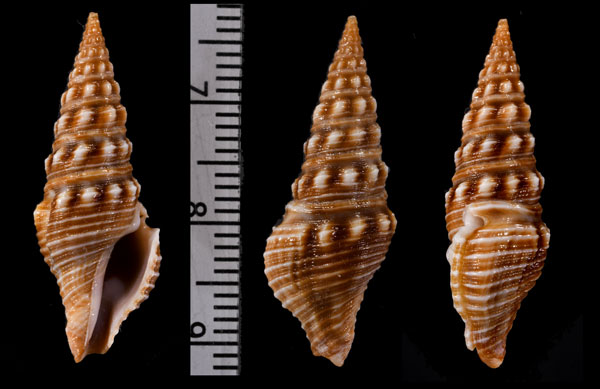 ユウゼンモミジボラ Ptychobela vexillium small