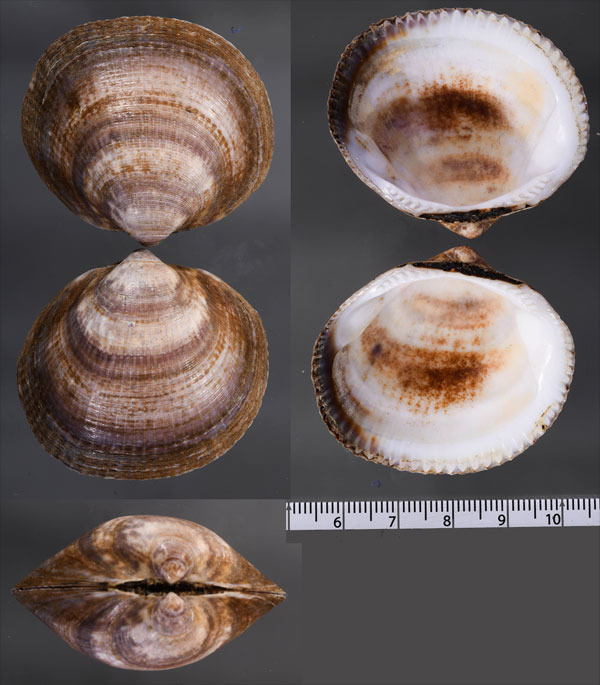 ブドウタマキガイ Glycymeris nummaria small