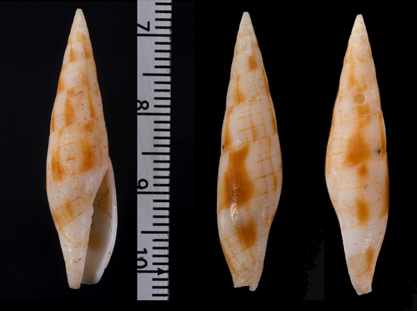 ダンフデ Nebularia dondani small