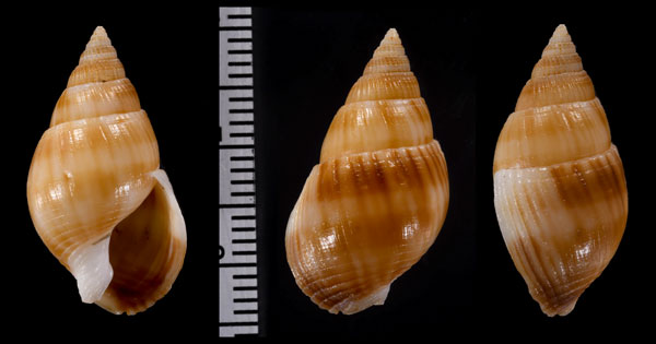 サミアムシロ (仮称) Nassarius samiae small