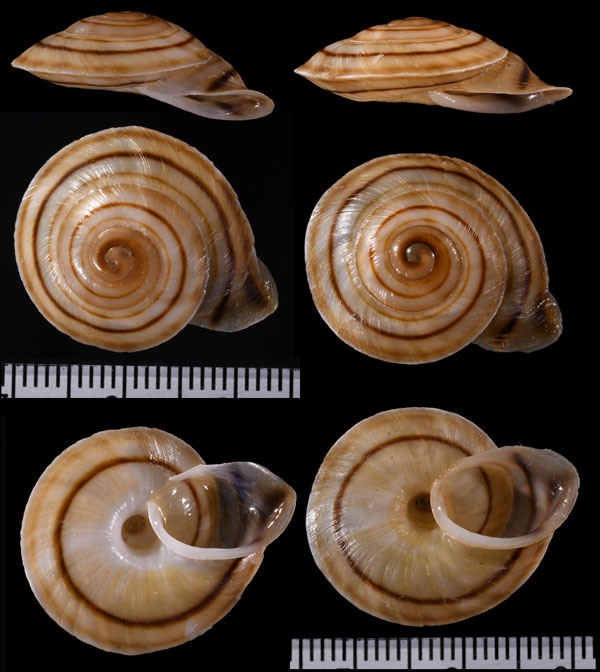 フチドリセンベイマイマイ Obba marginata small