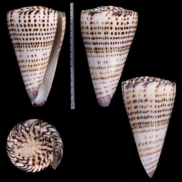 モンカーアンボンクロザメ(仮称) Conus moncuri small
