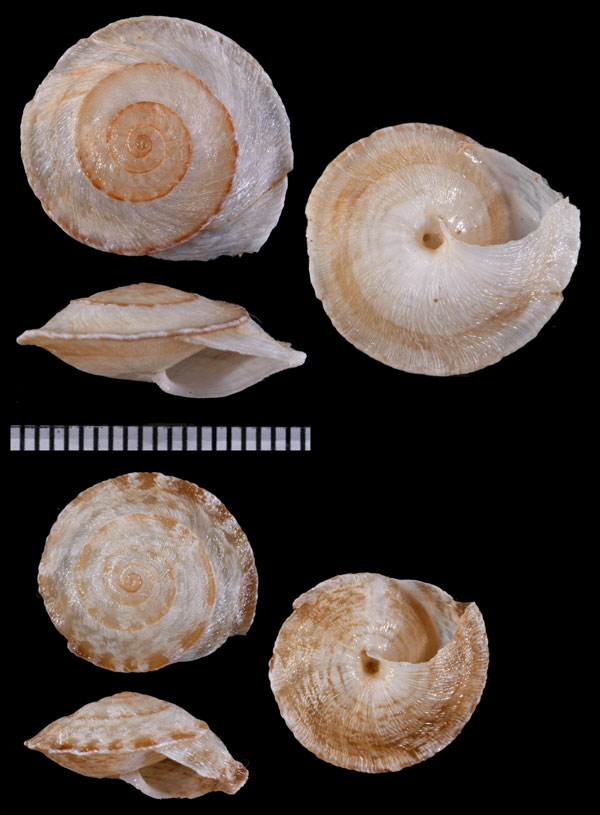ウスヒシトルコマイマイ (仮称) Xeroleuca subsuta small