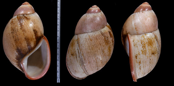 フクレタマゴオオアカマイマイ (仮称) Megalobulimus sp. small