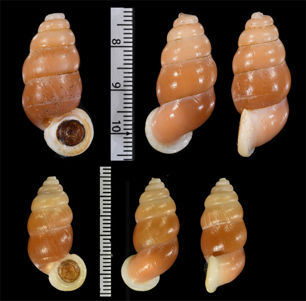 インフィエルノオオサナギ(仮称) Farcimen subventricosum infernale small