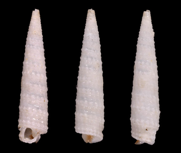 シロキリオレ Euthymella concors small