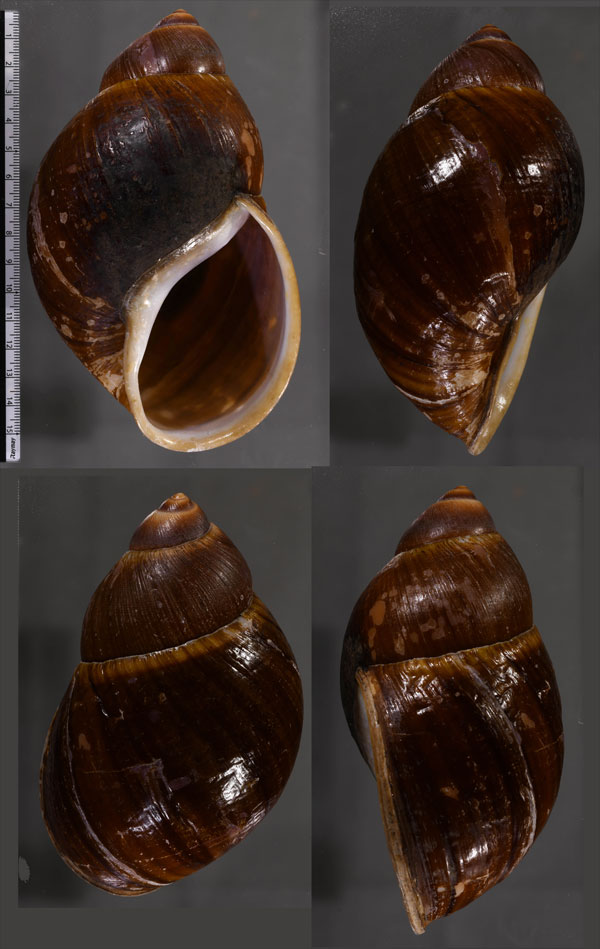 オオアカマイマイ (アラハダオオアカマイマイ) Megalobulimus popelairianus small