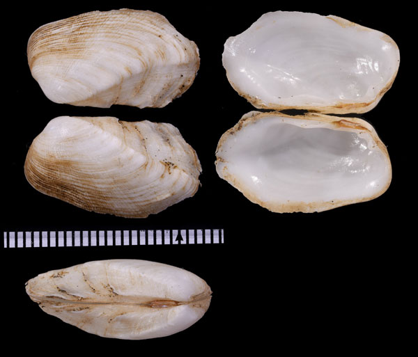 フナガタガイ Trapezium bicarinatum small
