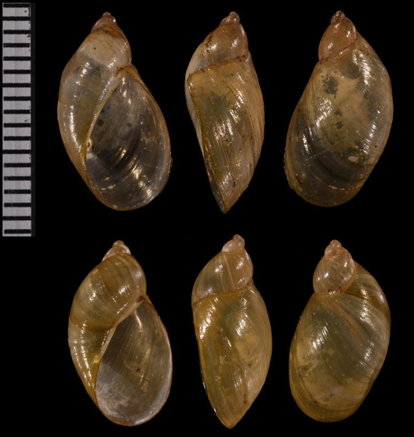 ホンオカモノアラガイ Succinea putris small
