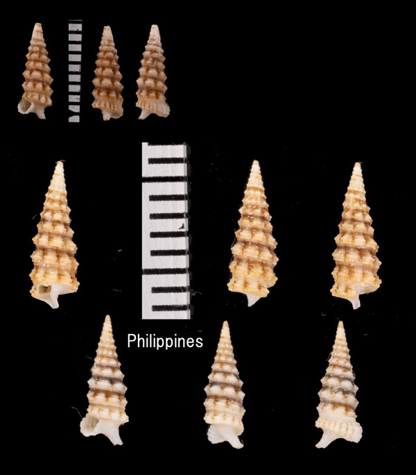 レガリスキリオレ (仮称) Euthymella regalis small