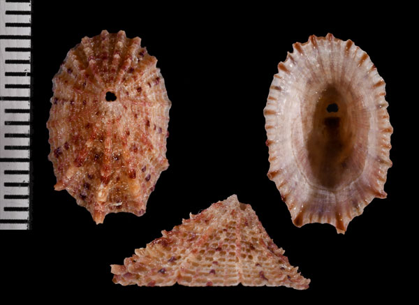 アフリカクズヤガイ Diodora calyculata small