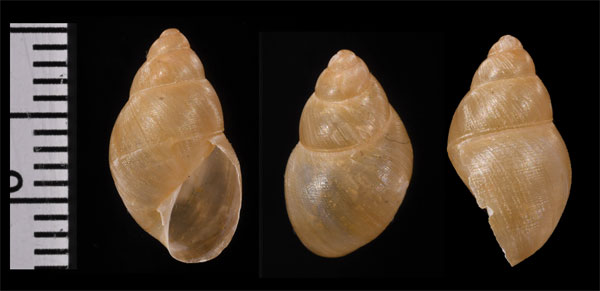 ミカンスポリネシアマイマイ (仮称) Partula micans small