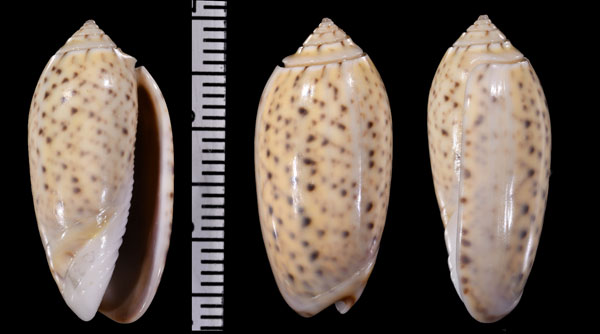 ホシハイイロマクラ (仮称) Oliva tigridella stelleta small