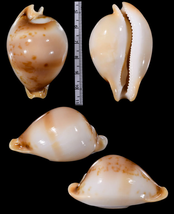 テラマチダカラ　寺町宝 Nesiocypraea teramachii teramachii small