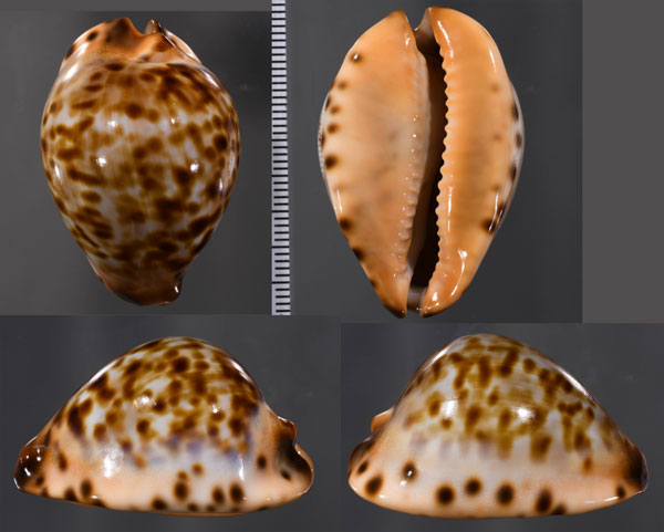 クロオニギリダカラ Zoila eludens stricklandi small
