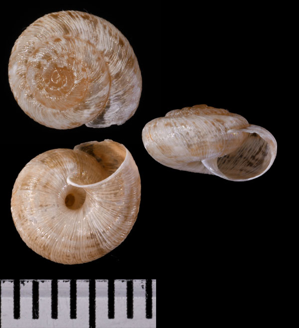 ムラクモコマイマイ (仮称) Xerotricha conspurcata small