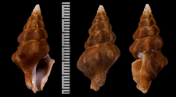 ダンケリツノクダマキ (仮称) Drillia dunkeri small