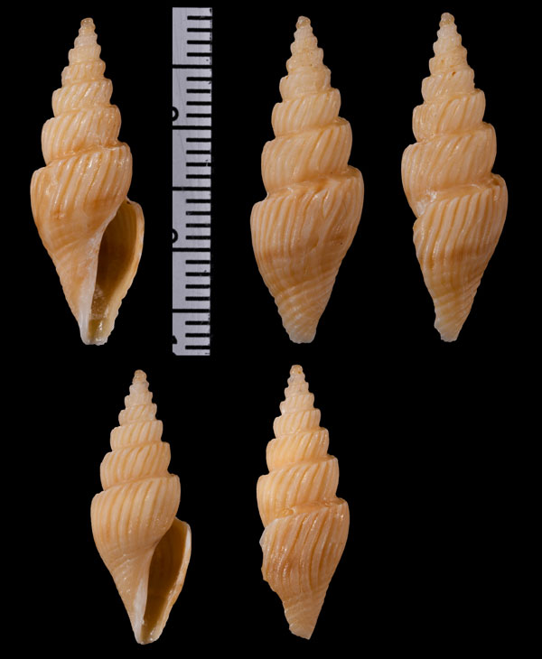 カイダンシャジク (仮称) Tropidoturris scitecosta small