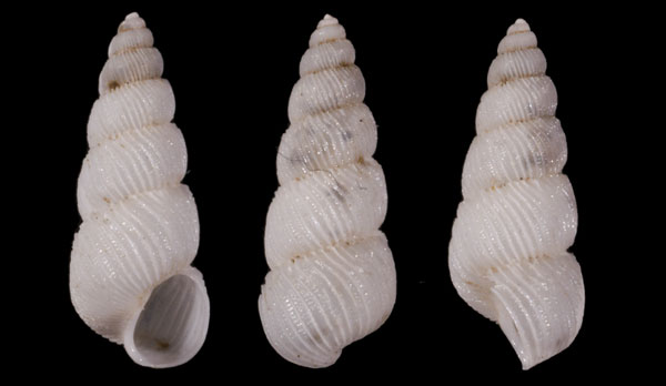 カセイトカケ 綛糸掛貝 Epitonium pupiforme small