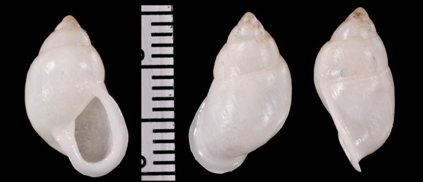 シロポリネシアマイマイ (仮称) Partula hyalina small