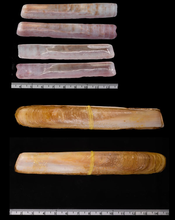 ケープマテガイ (仮称) Solen capensis small