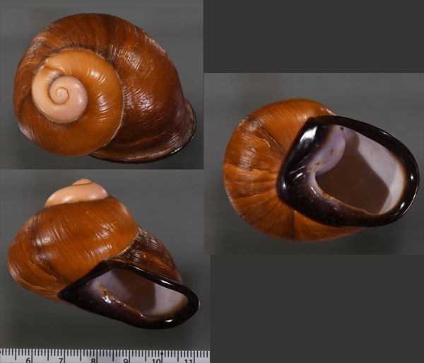 クチグロアカマイマイ Acavus phoenix small