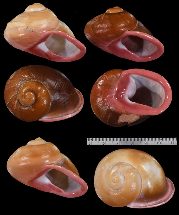 ヒメクチアカマイマイ (仮称) Acavus superbus roseolabiatus small