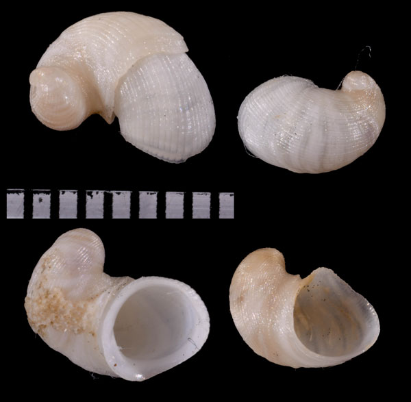 シロカツラガイ Capulus liberatus small