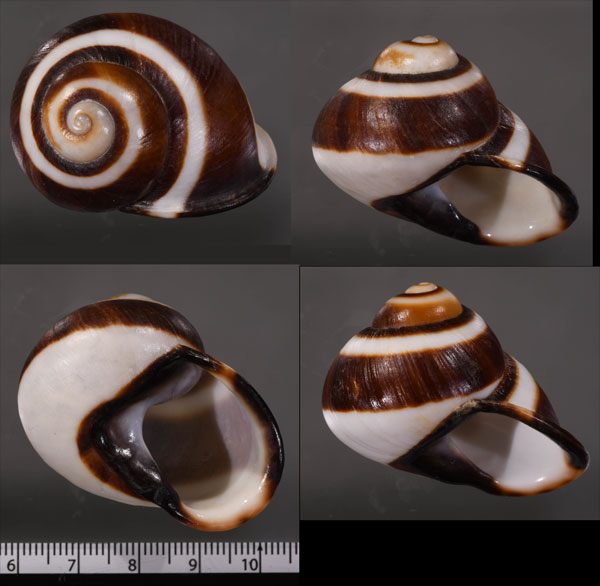 シロスジアカマイマイ Acavus haemastoma melanotragus small