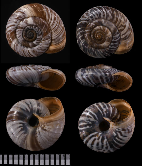 カンタブリアヒラバマイマイ (仮称) Pyrenaearia cantabrica small