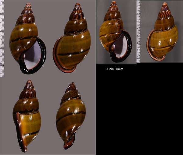 マキエサルタンマイマイ (仮称) Porphyrobaphe labeo small