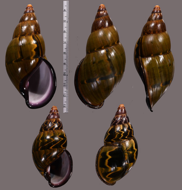 ヤテスサルタンマイマイ (仮称) Porphyrobaphe yatesi small