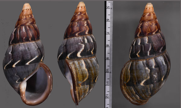 オビサルタンマイマイ (仮称) Porphyrobaphe latevittata small