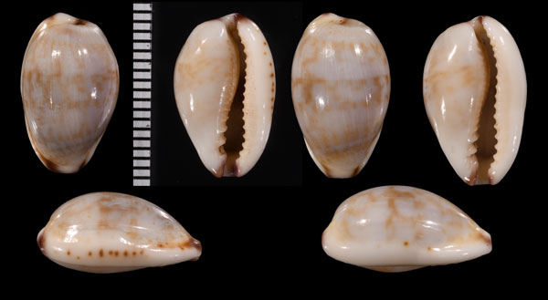 ニヨリツマムラサキメダカラ Purpuradusta fimbriata quasigracilis small