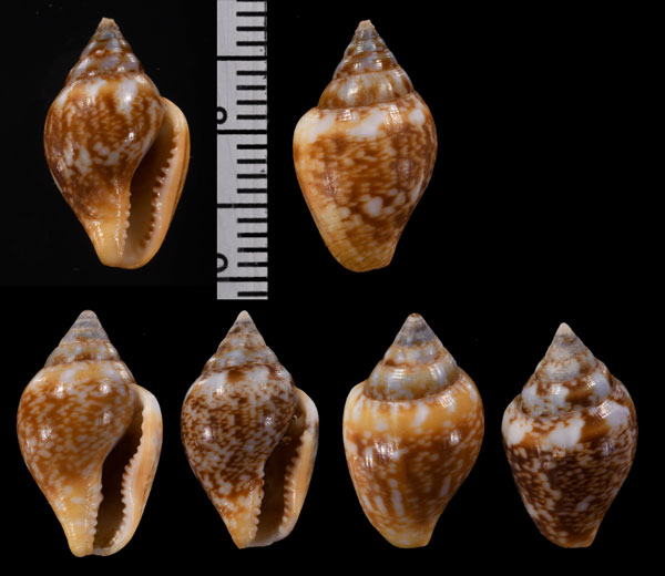 ミナミフトコロ Euplica bidentata small